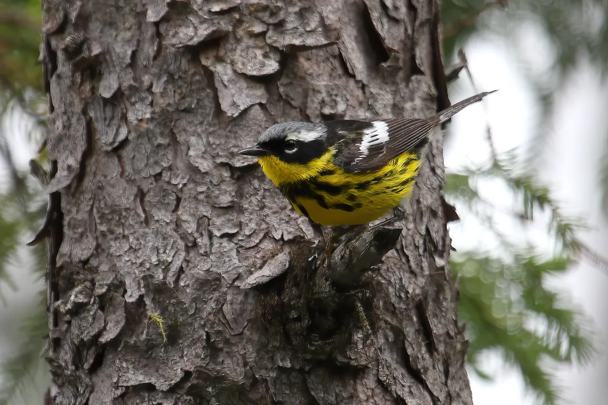 Magnolia Warbler
