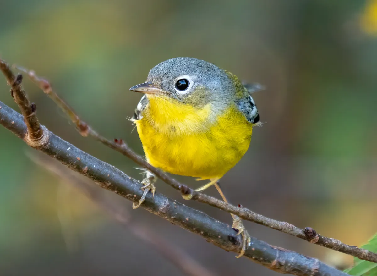 Magnolia Warbler