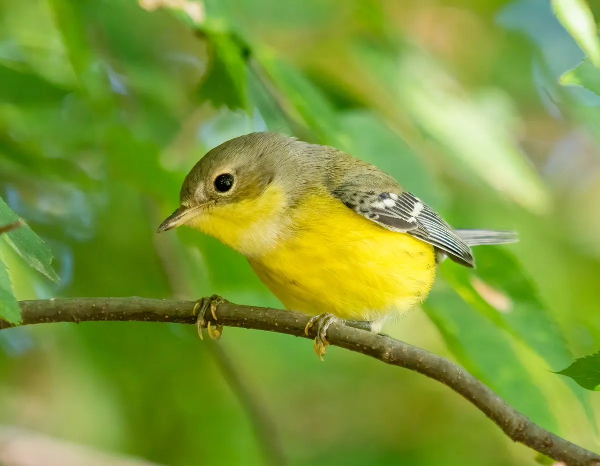 Magnolia Warbler