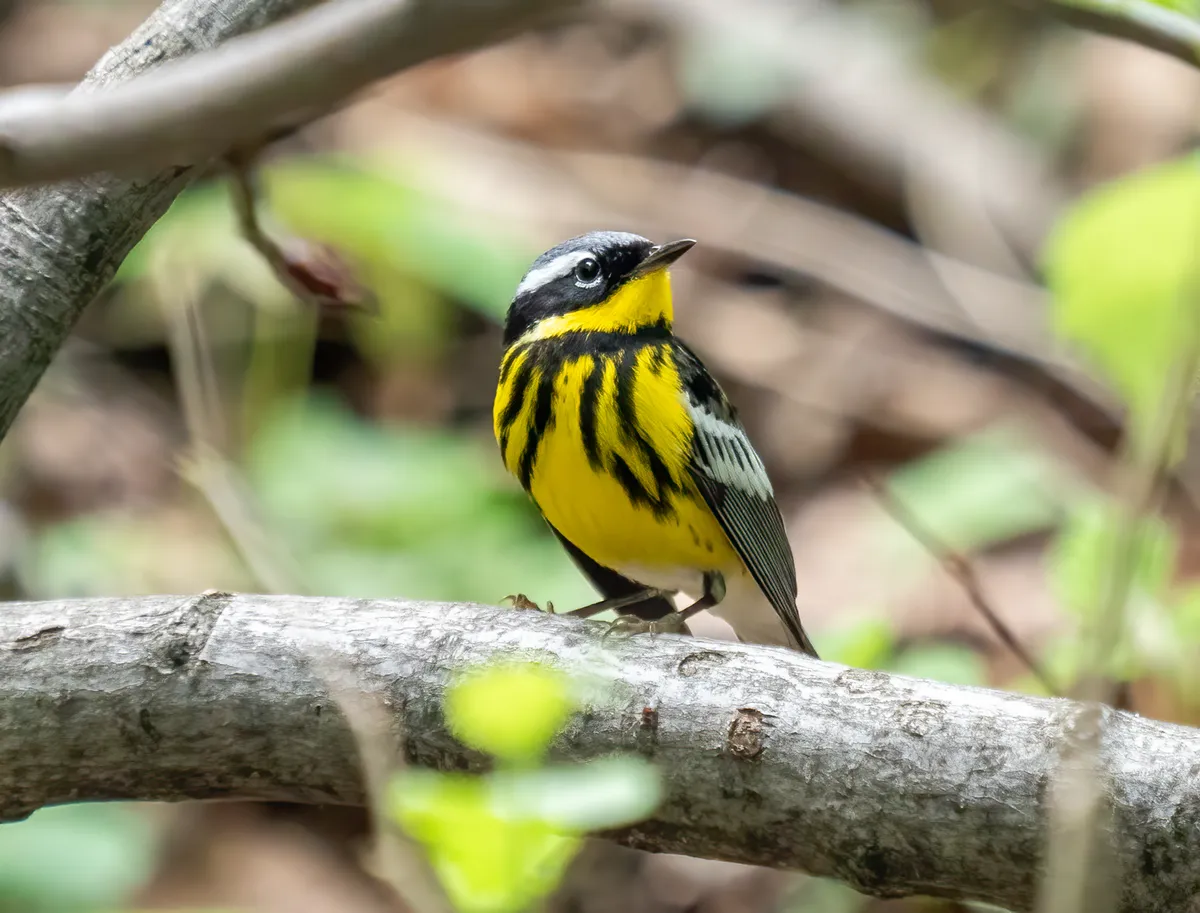 Magnolia Warbler