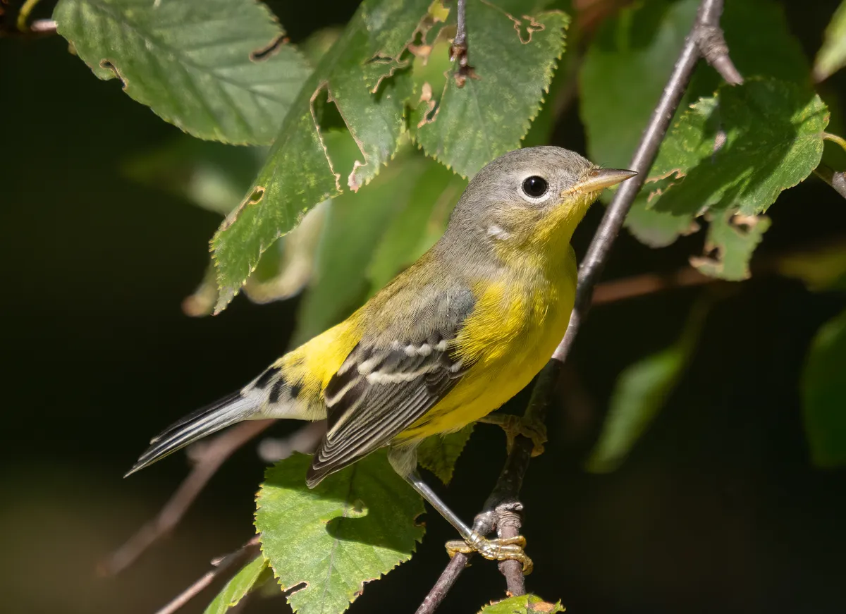 Magnolia Warbler