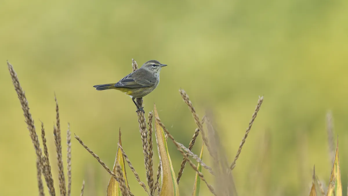 Palm Warbler