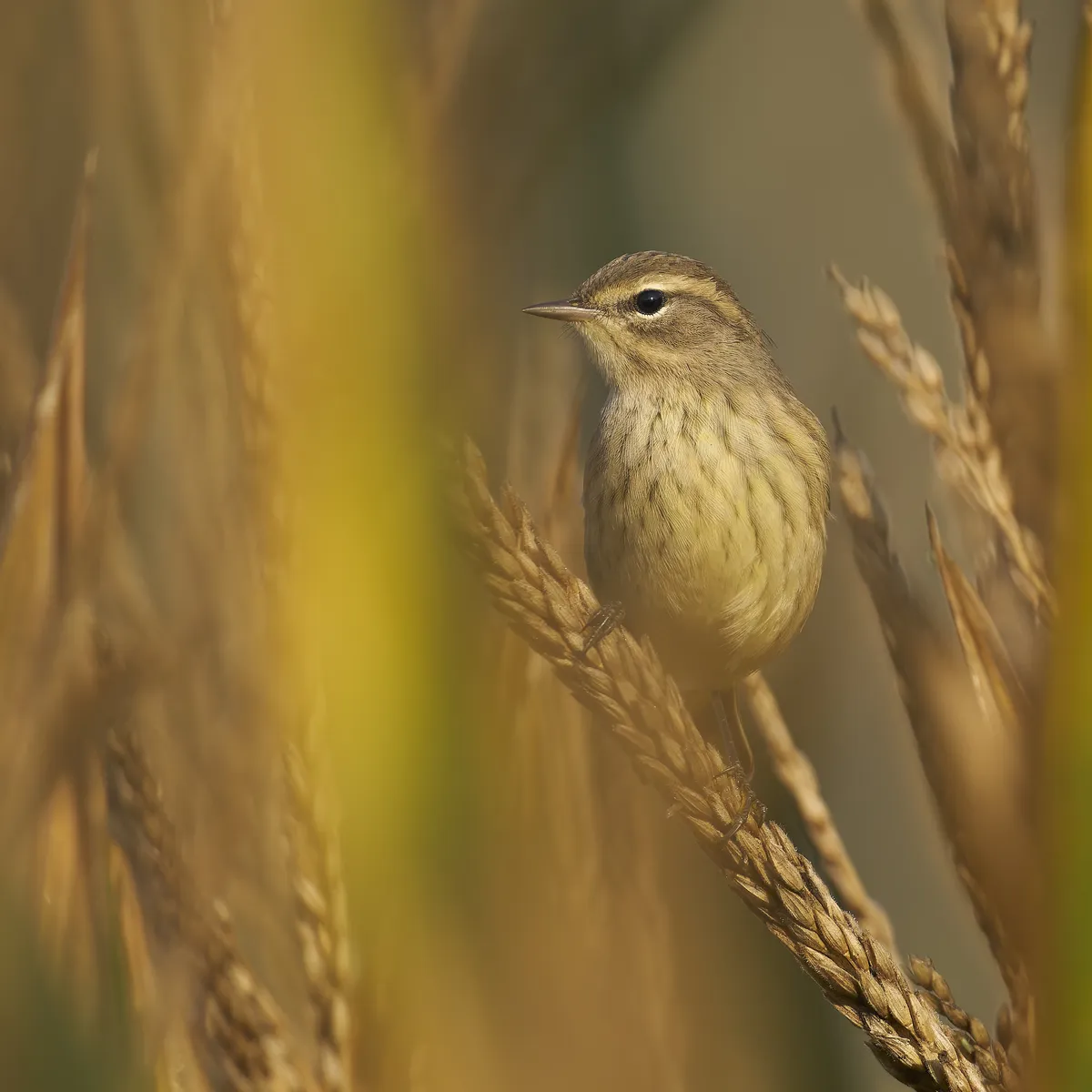 Palm Warbler