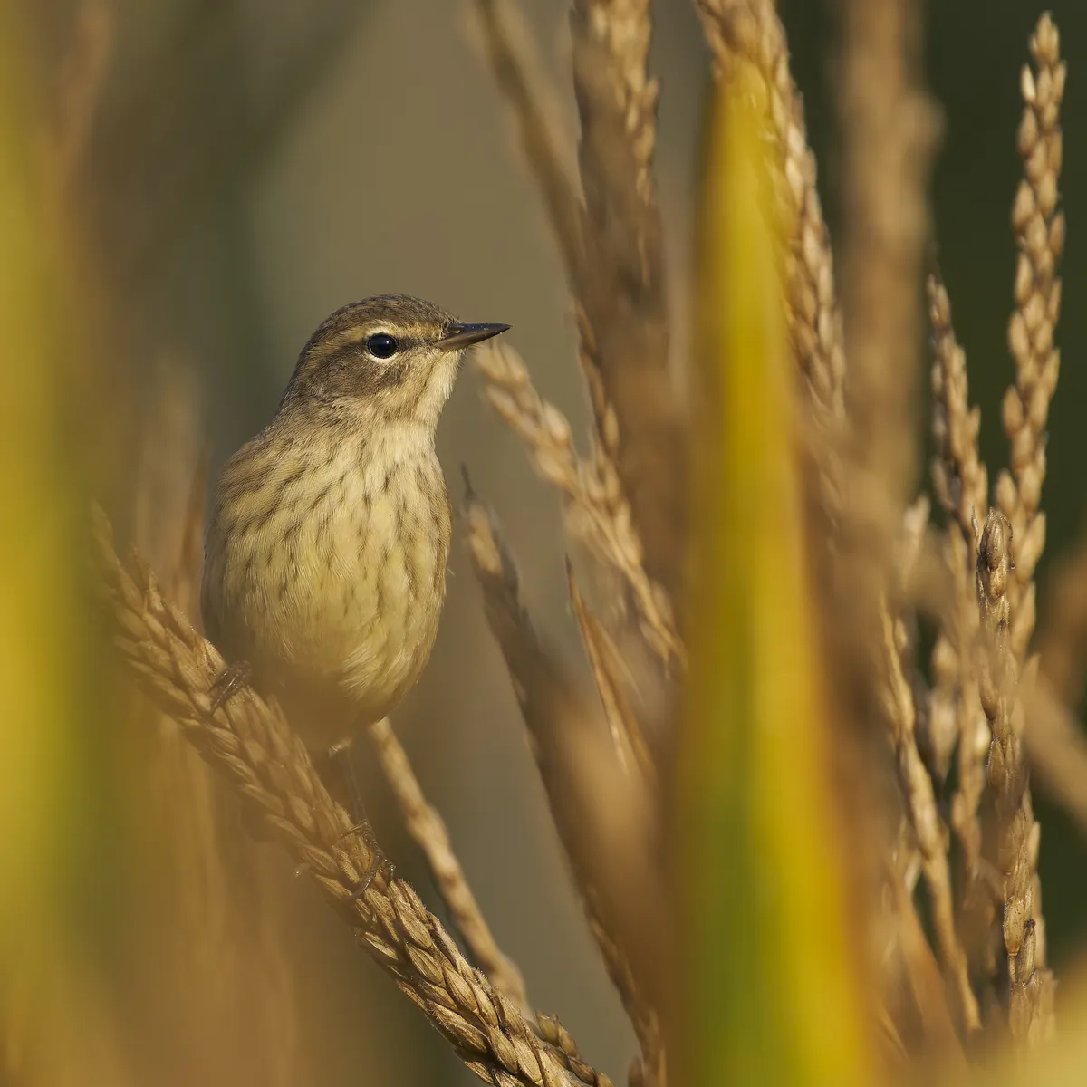 Palm Warbler