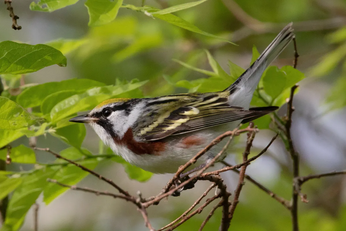 Setophaga pensylvanica