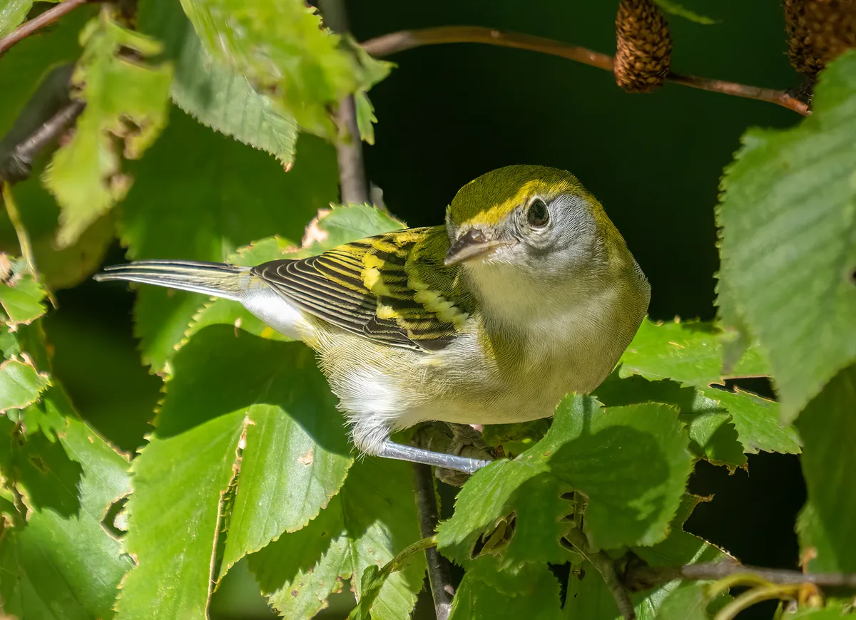 Chestnut-sided Warbler