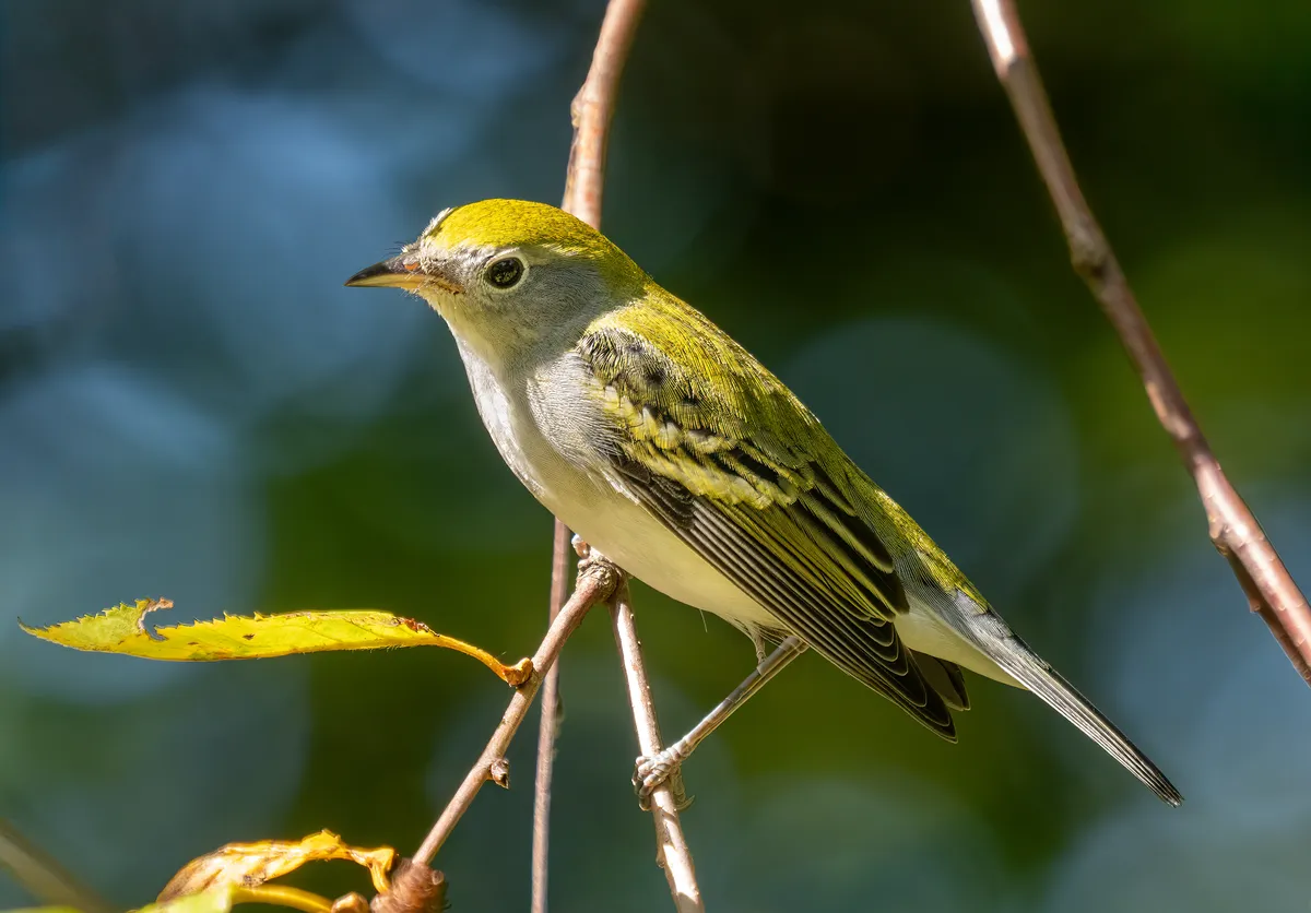 Chestnut-sided Warbler