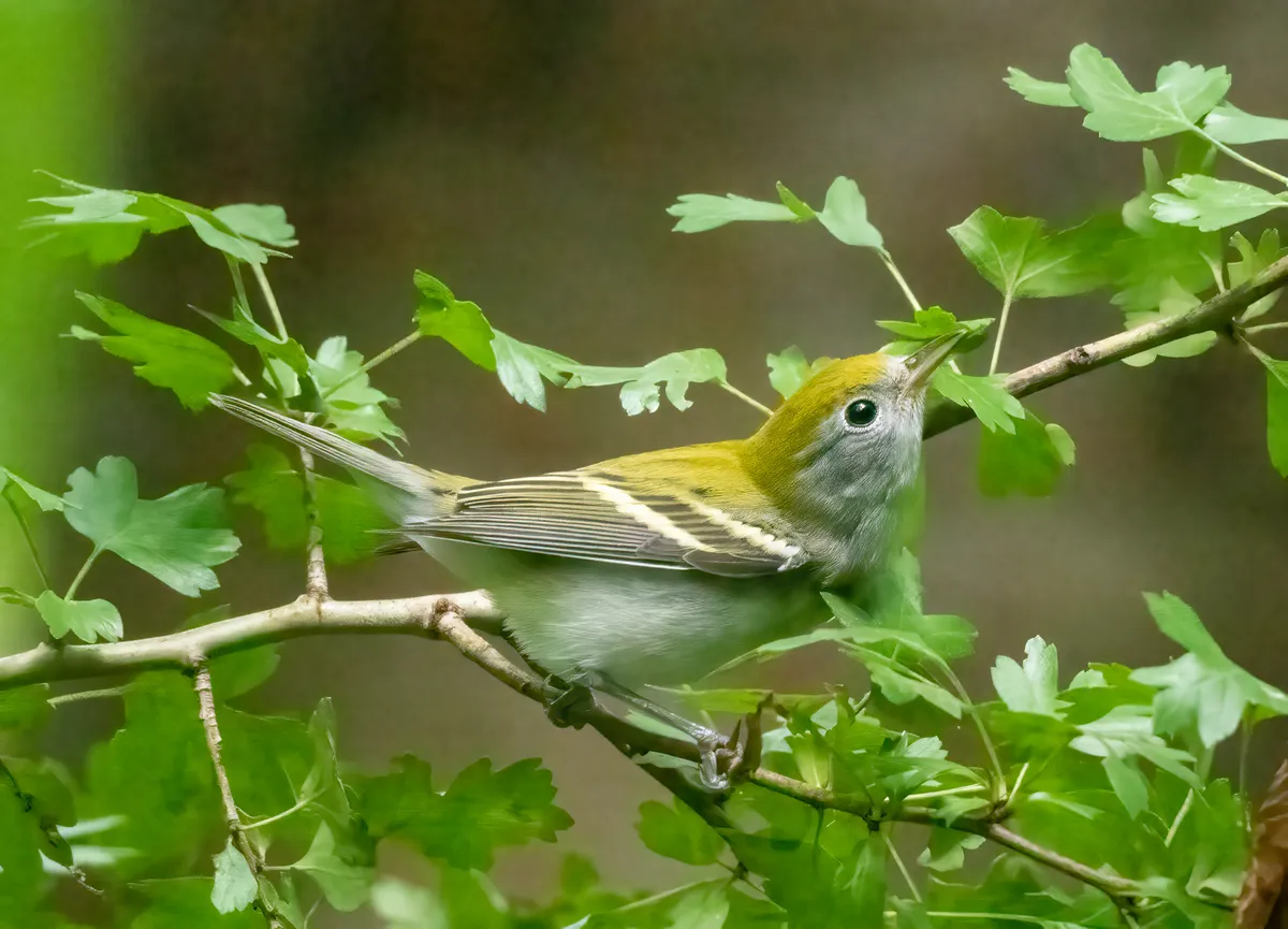 Chestnut-sided Warbler