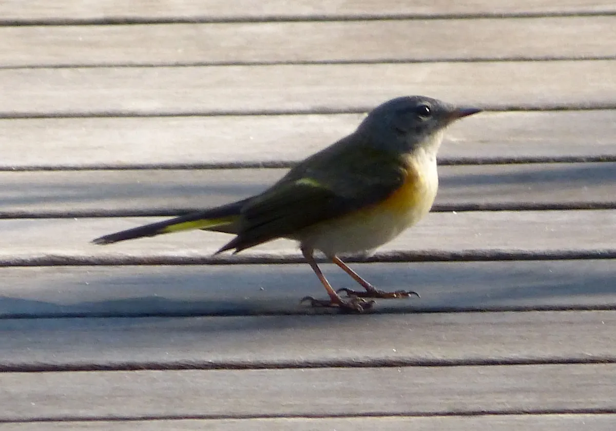 Reinita Norteamericana