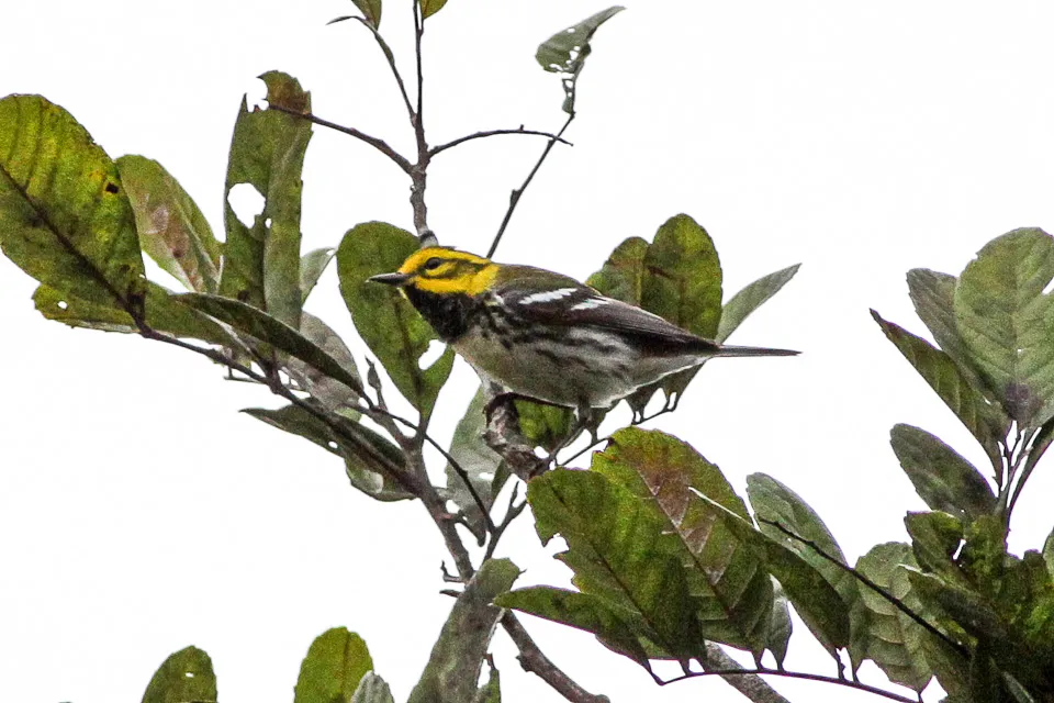 Black-throated Green Warbler