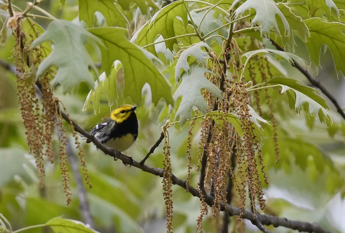 Black-throated Green Warbler