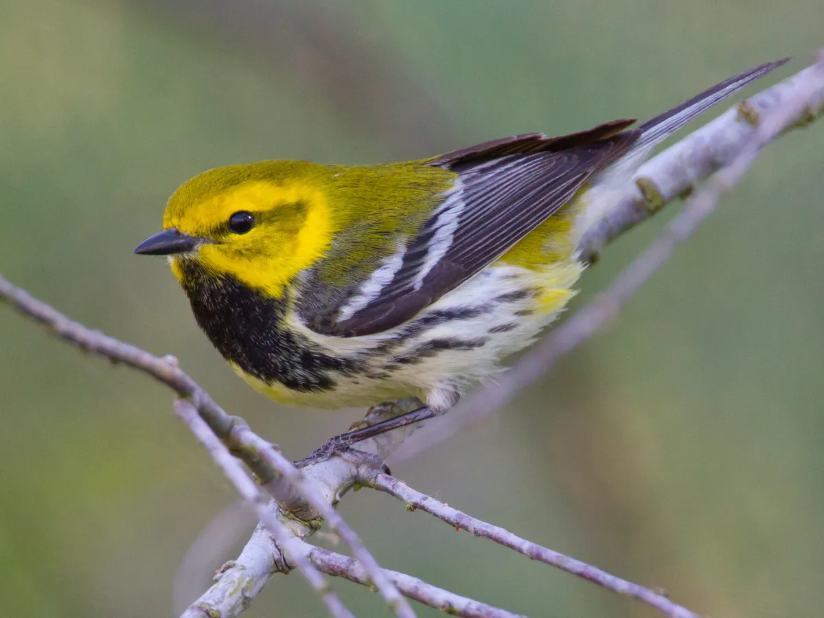 Black-throated Green Warbler