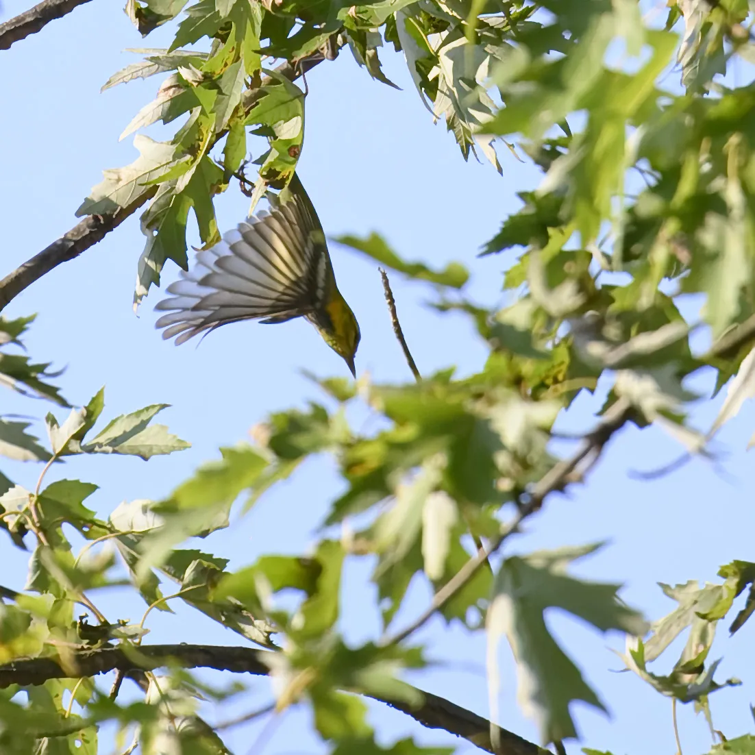 Black-throated Green Warbler