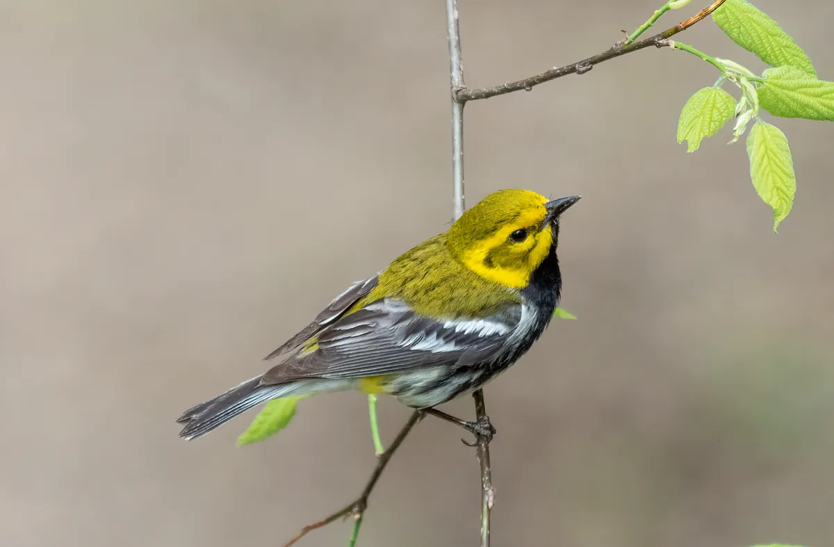 Black-throated Green Warbler