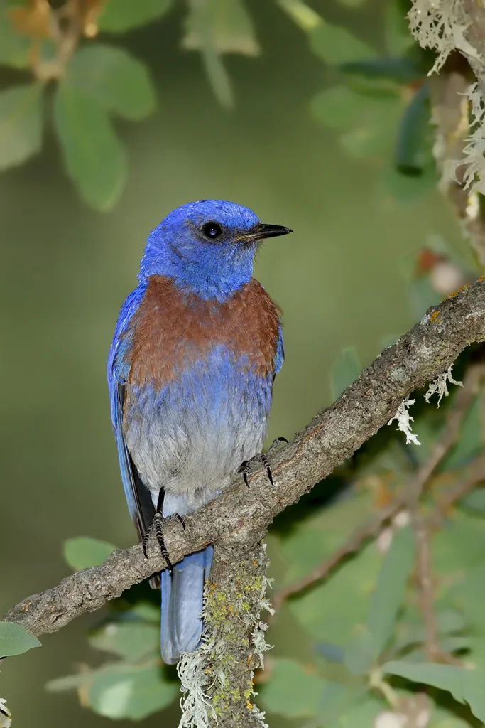 Western Bluebird