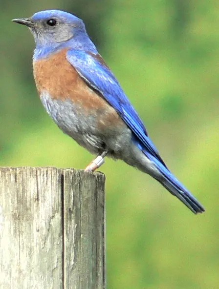 Western Bluebird