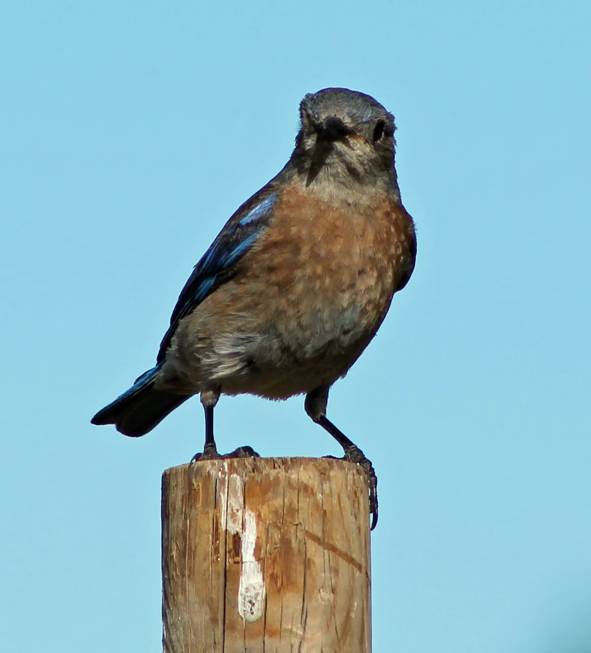 Western Bluebird