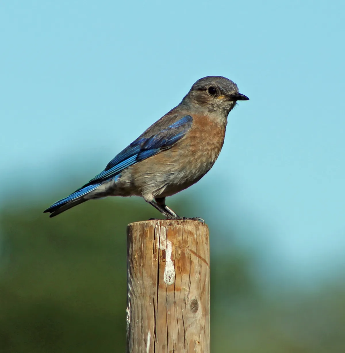 Western Bluebird