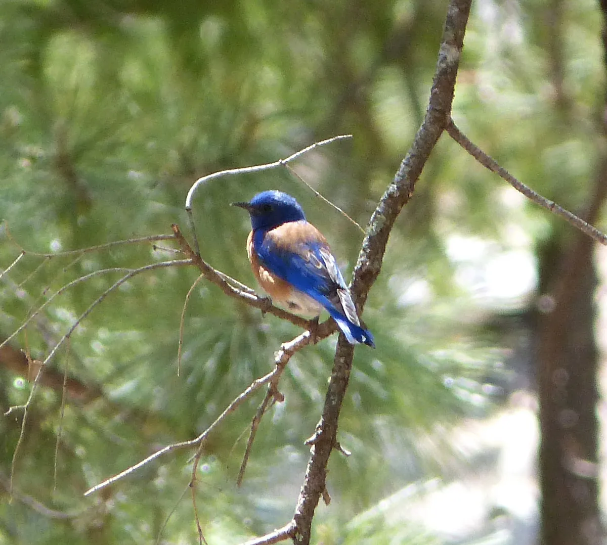 Western Bluebird