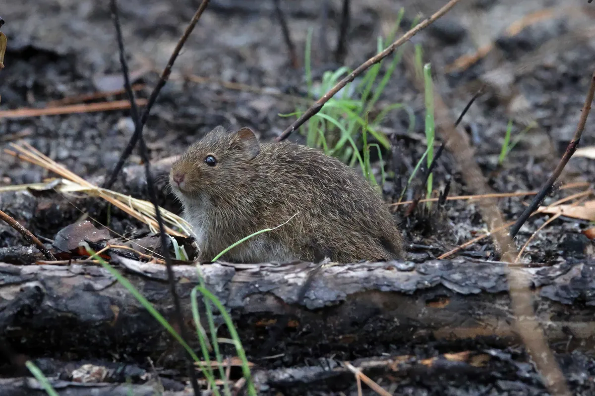 Hispid Cotton Rat