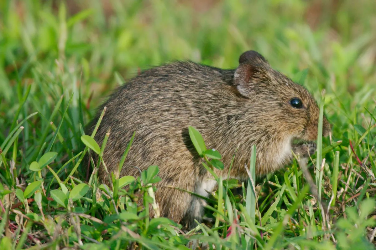 Hispid Cotton Rat