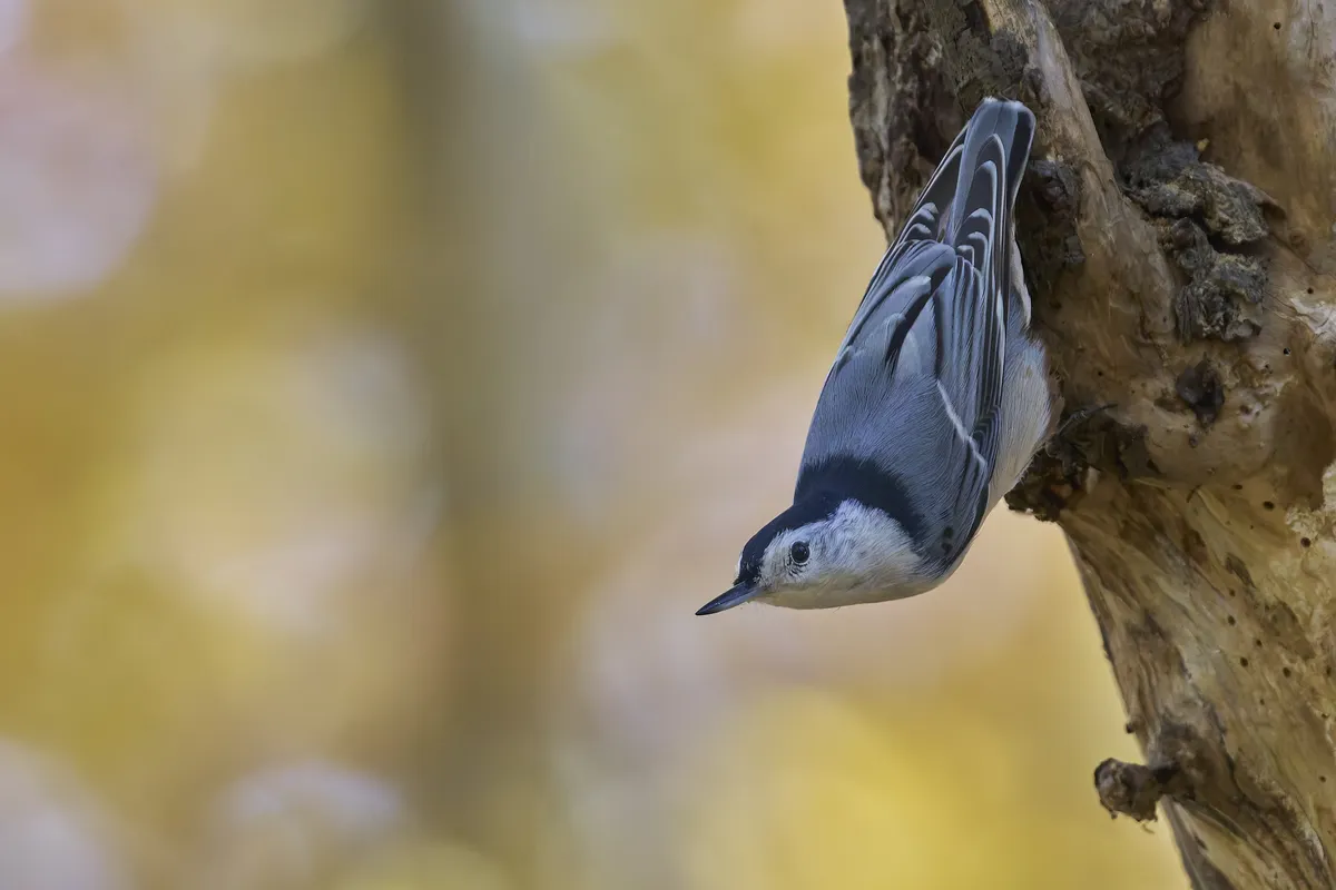 White-breasted Nuthatch