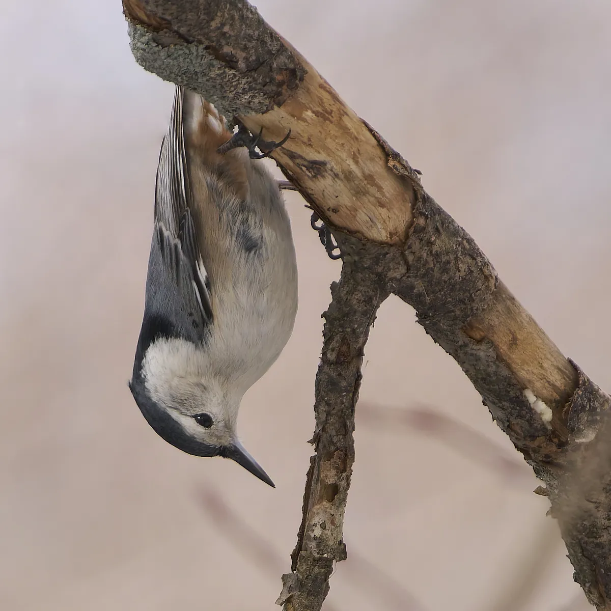 White-breasted Nuthatch