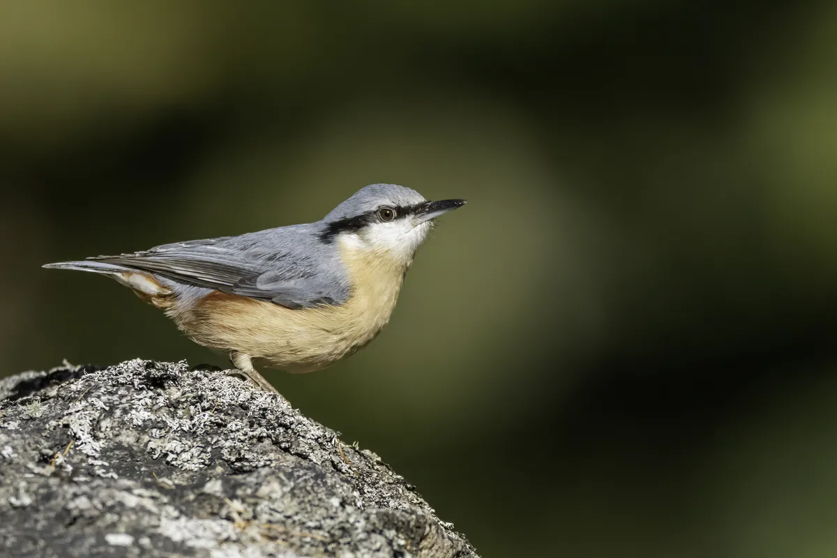 Eurasian Nuthatch