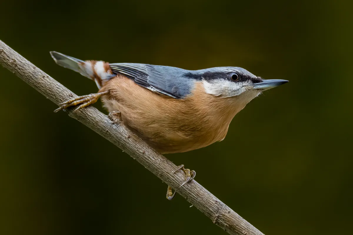 Eurasian Nuthatch