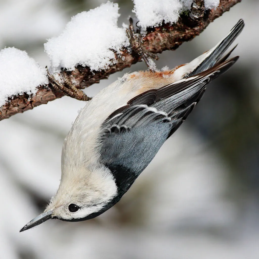 Eurasian Nuthatch
