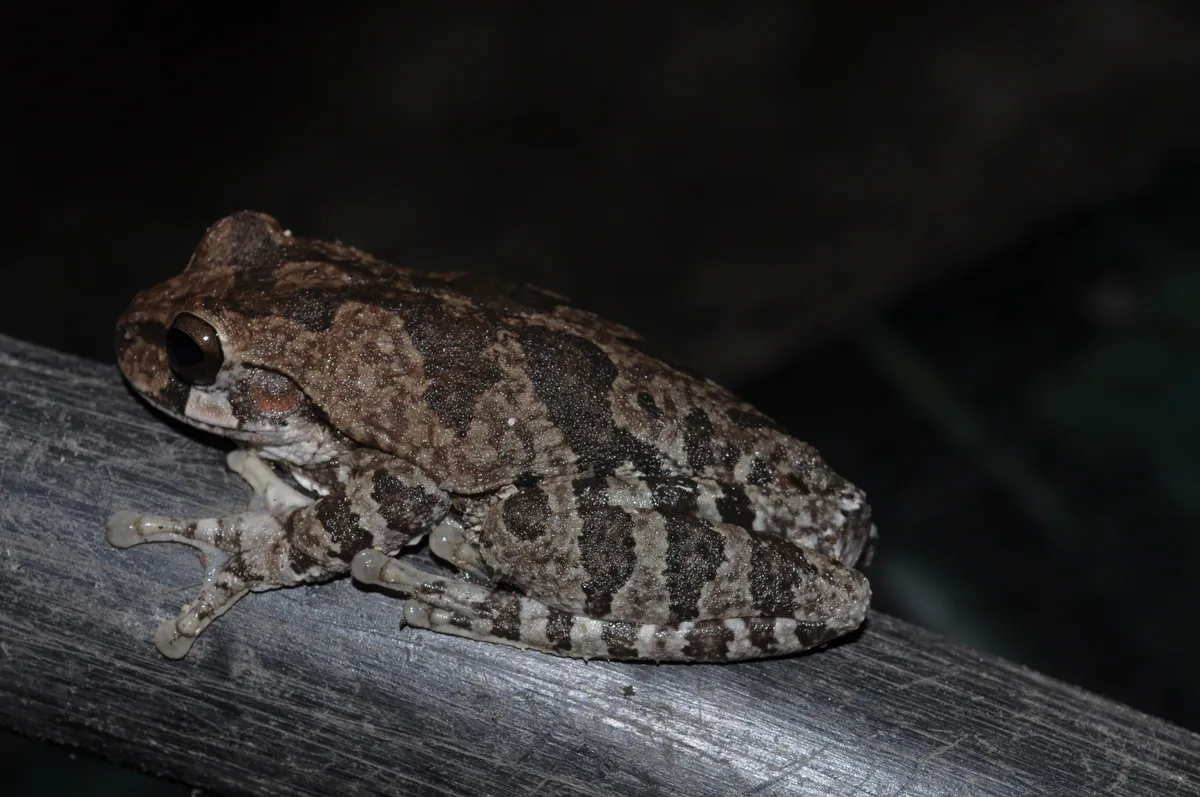 Rana Arbórea Mexicana