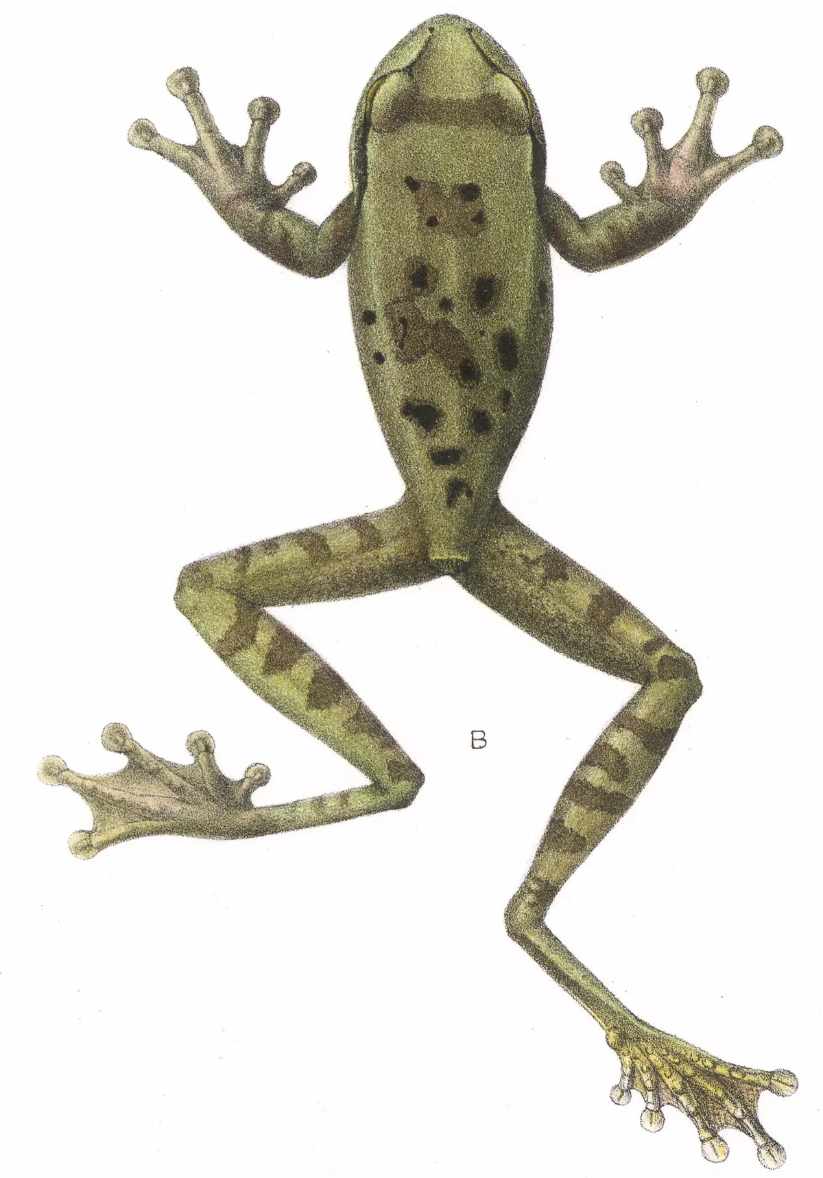 Rana Arbórea Centroamericana