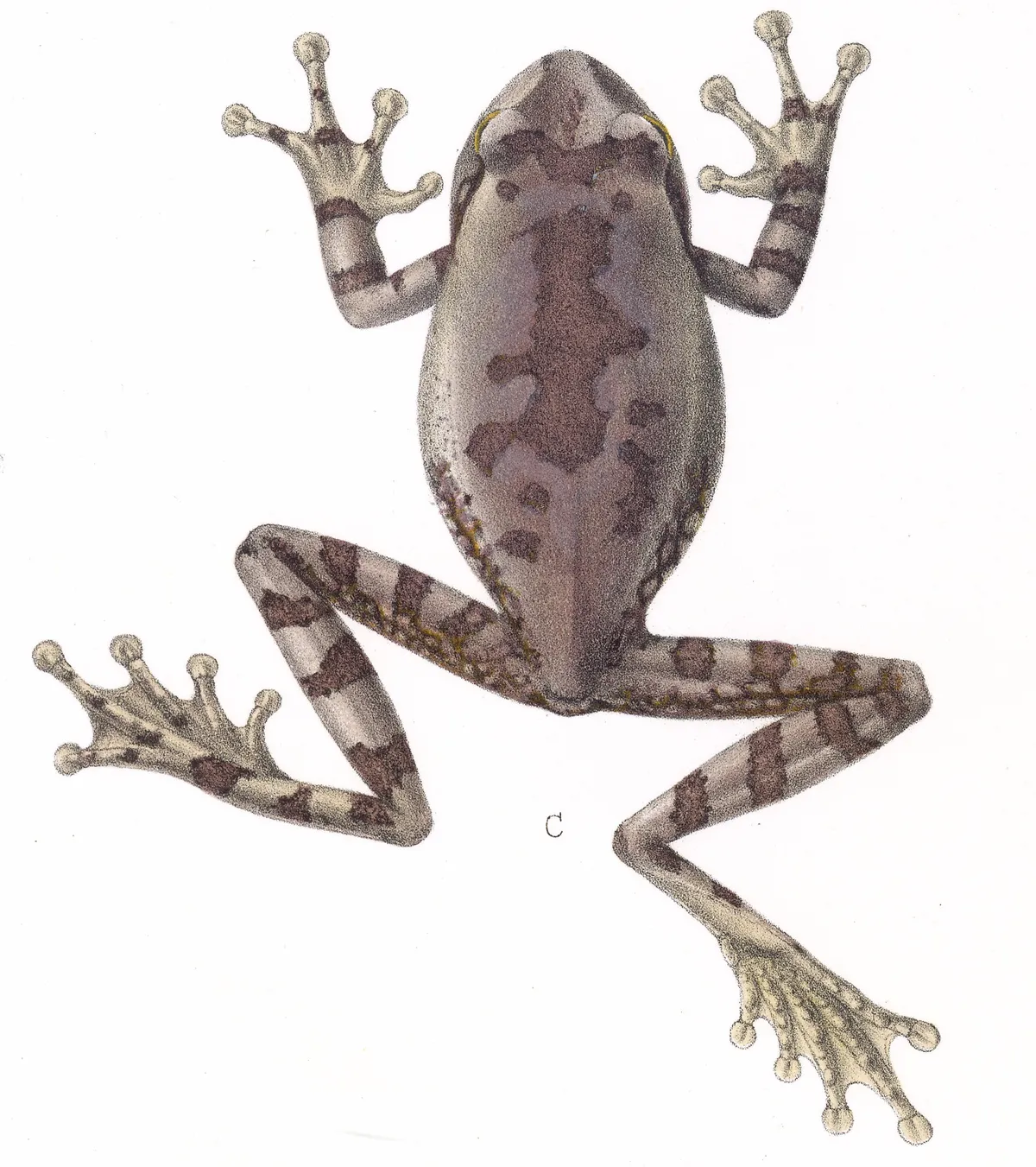 Rana Arbórea Centroamericana