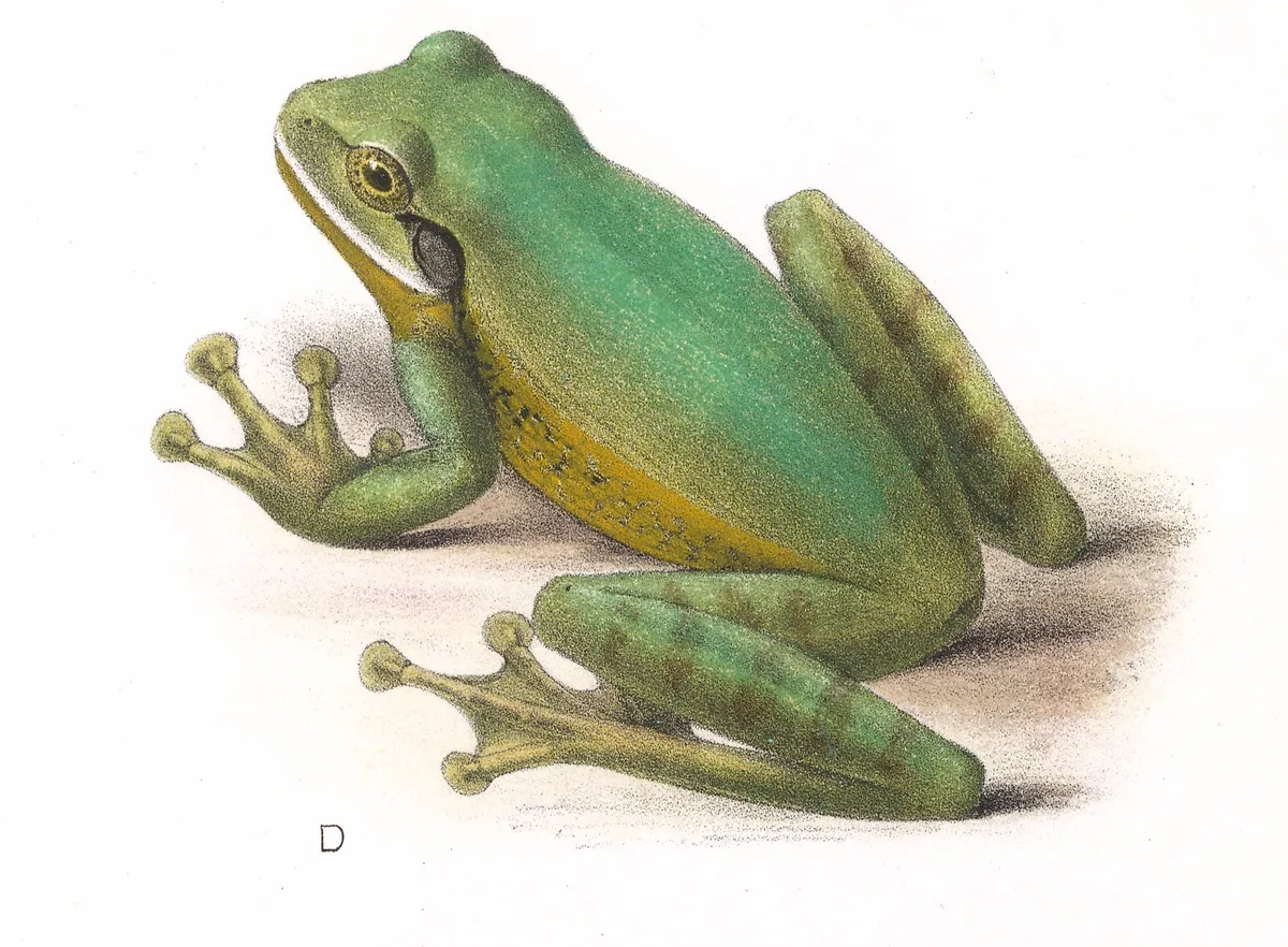 Rana Arbórea Centroamericana