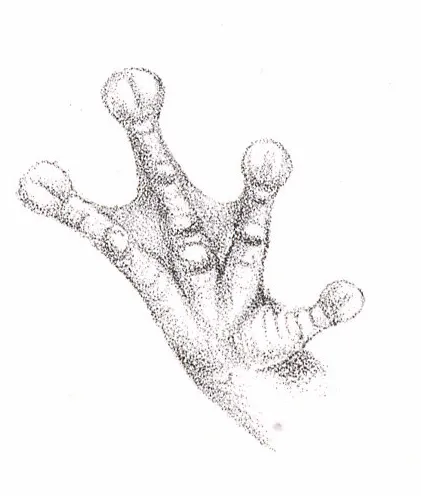 Rana Arbórea Centroamericana