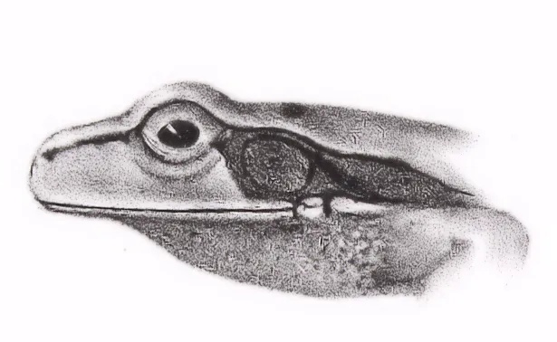 Rana Arbórea Centroamericana