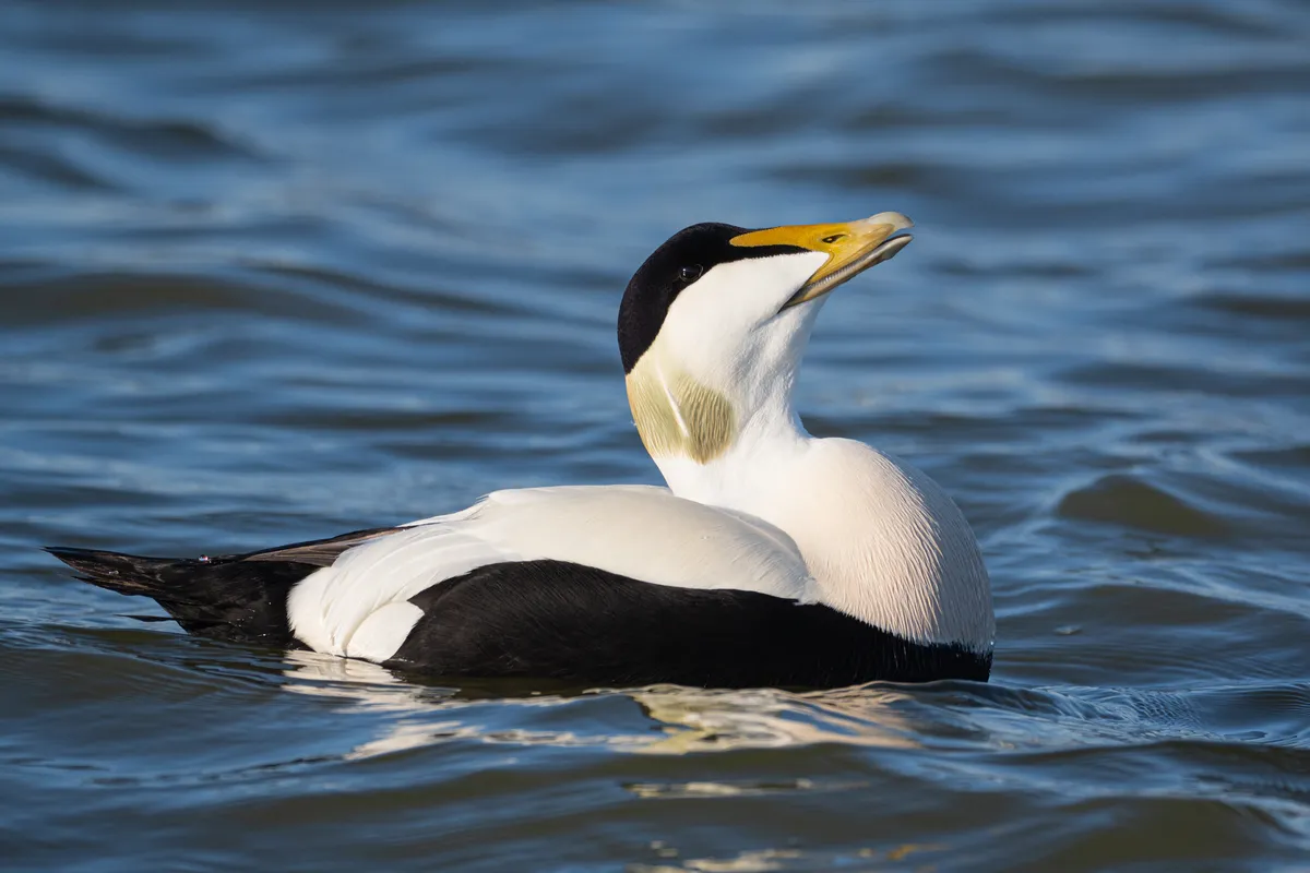 Somateria mollissima