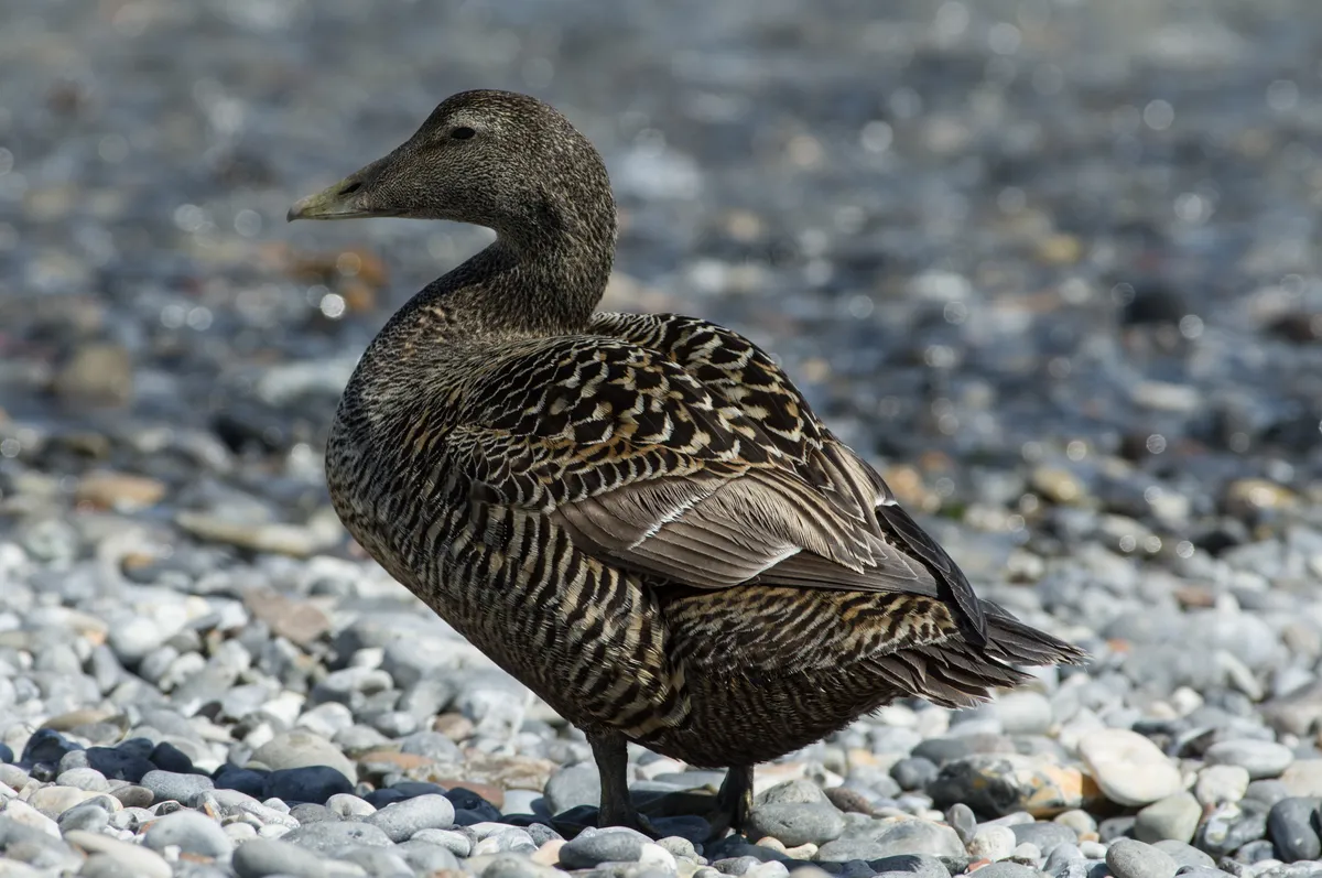 Eider Común