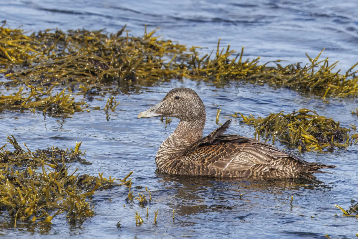 Eider Común