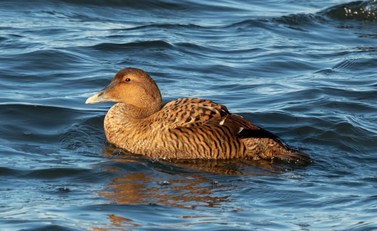 Eider Común