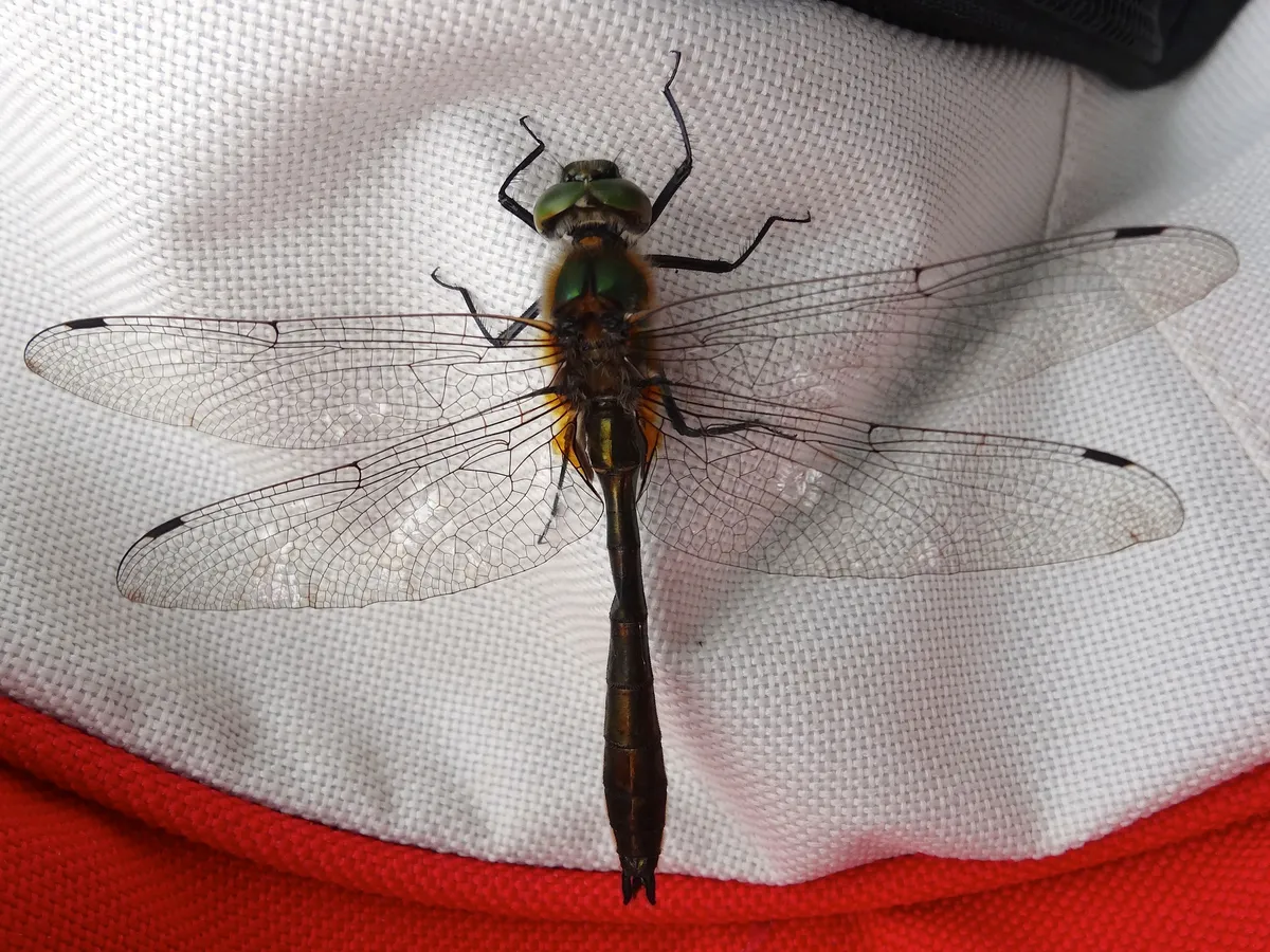 Somatochlora arctica