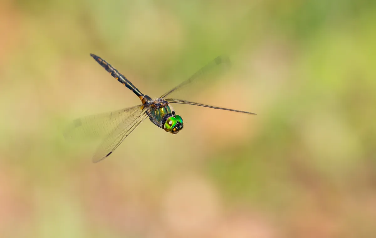 Yellow-spotted Emerald