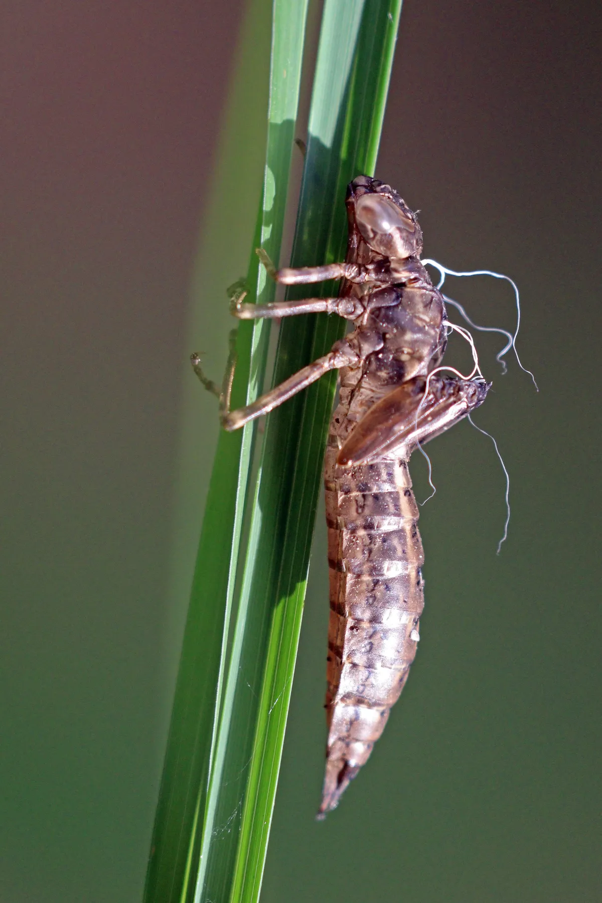 Somatochlora metallica