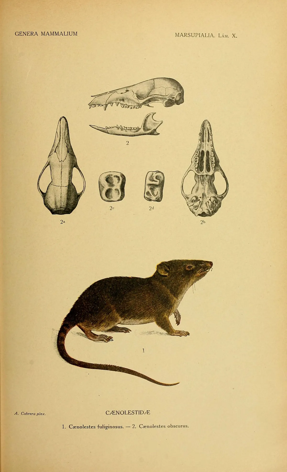 Sorex monticolus