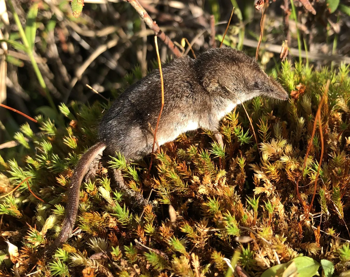 Musaraña Montana