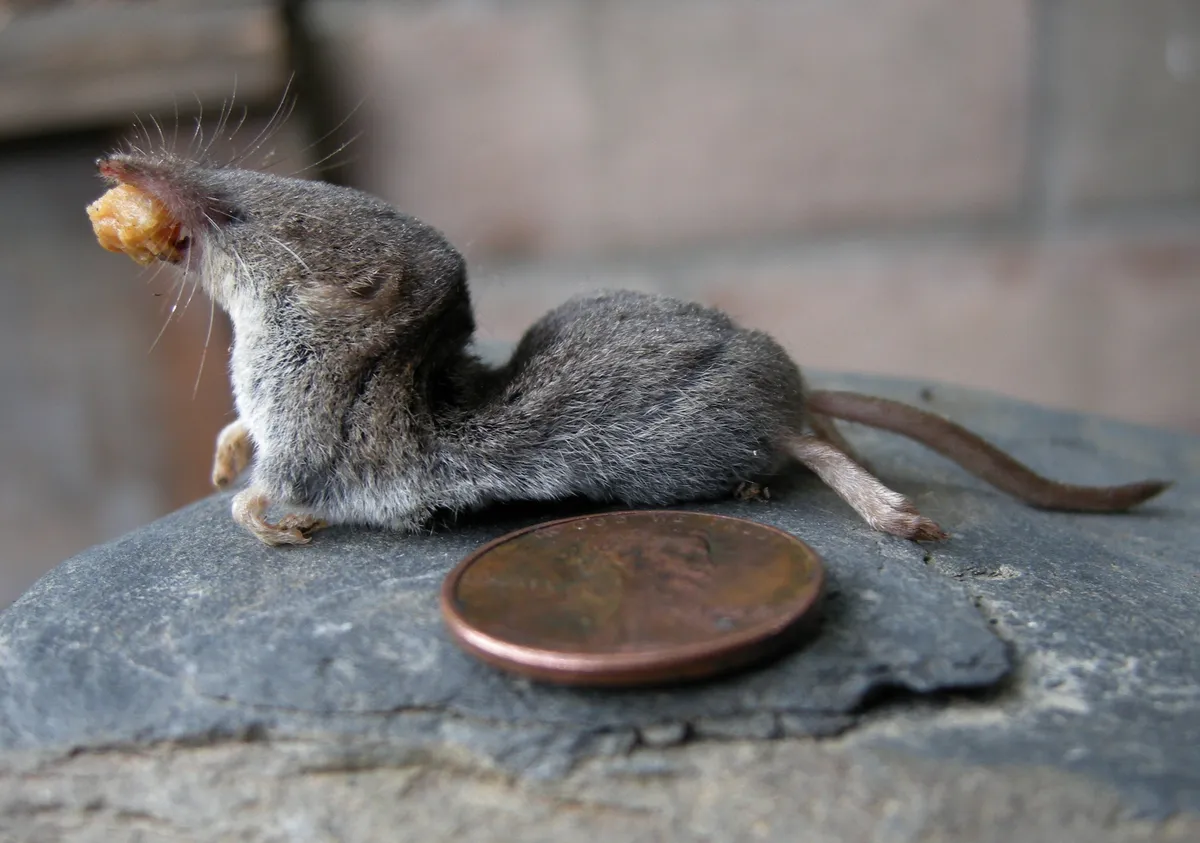 Musaraña de Trowbridge