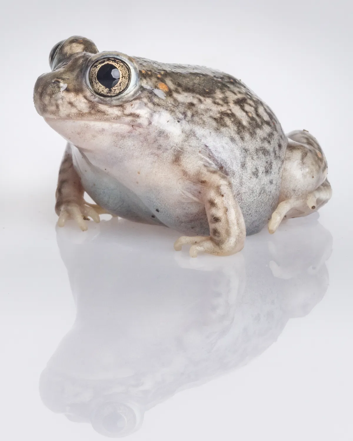 Sapo de las Llanuras