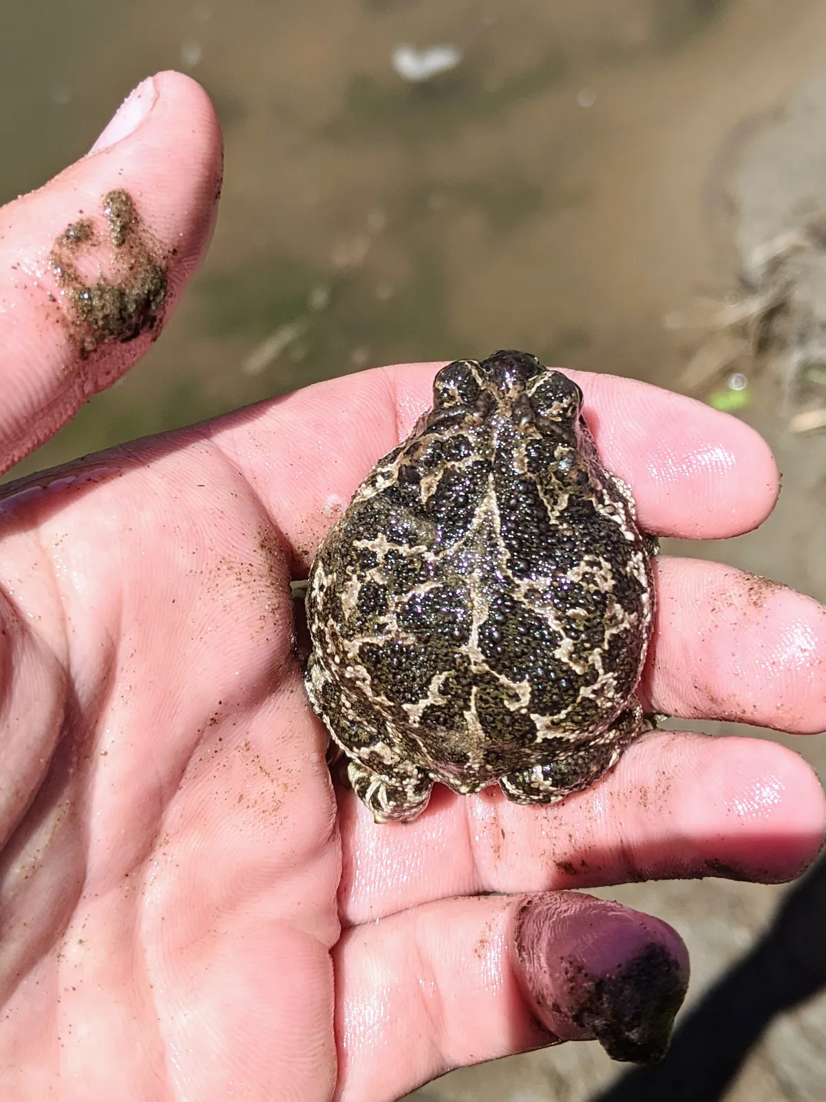 Sapo de las Llanuras