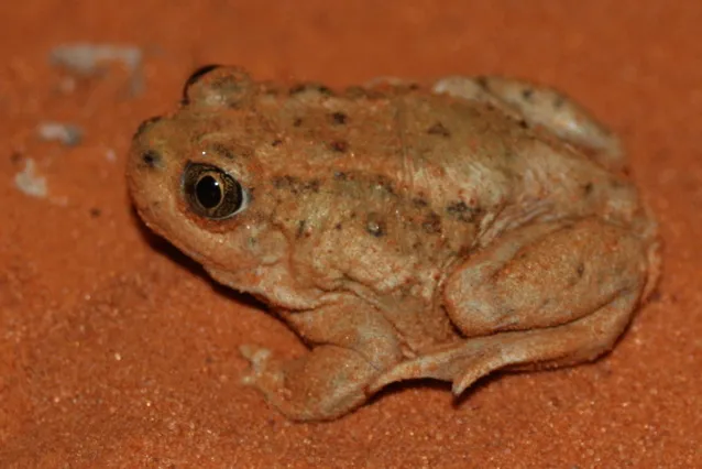 Sapo de las Llanuras