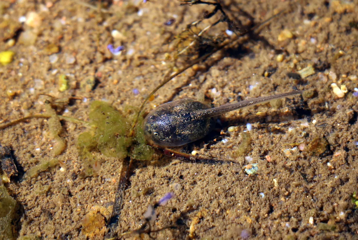 Western spadefoot toad